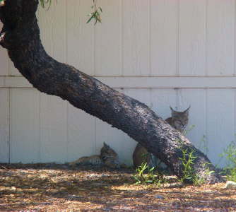 Bobcat with 1 Kitten