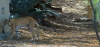 Bobcat with Kitten in Background