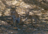 Bobcat and Kitten