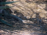 Bobcat and Both Kittens
