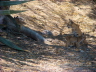 Bobcat and Kittens
