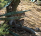 Bobcat with Kitten