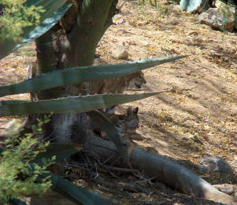 Bobcat with Kitten