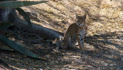 Bobcat