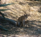 Bobcat with Kitten