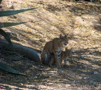 Bobcat with Kitten