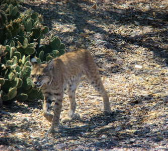 Bobcat