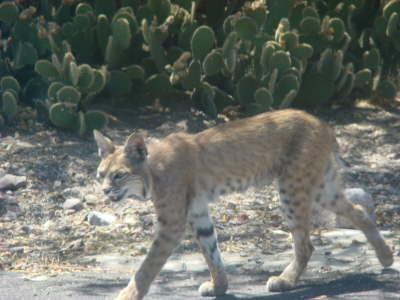 Bobcat on the Prowl