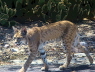 Wickenburg Bobcat