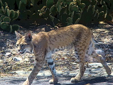 Wickenburg Bobcat
